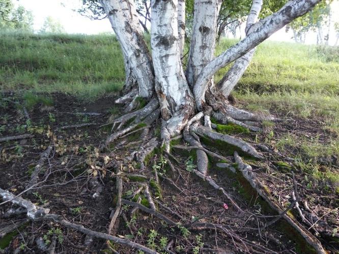 白桦树,长的如此多娇,千丝万缕,代表它根深蒂固.