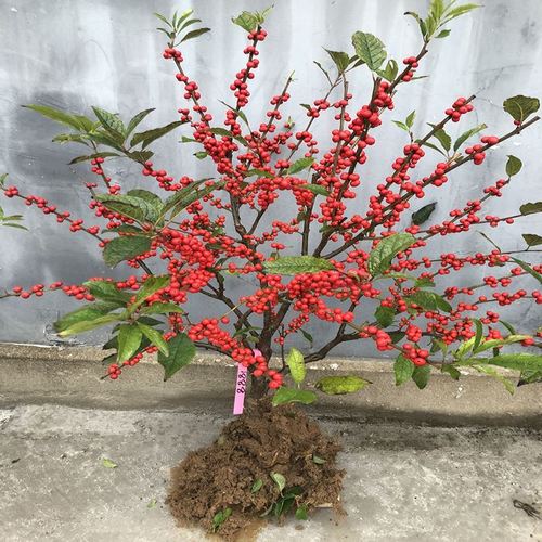 客厅带花北美冬青盆栽大盆新房摆件花卉
