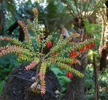 野生的五翅莓▲园艺中的五翅莓赞分享"花痴们"请吧!