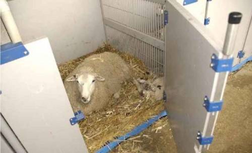 使羊只能自由活动,一般每只羊的占地面积不应低于以下面积:产羔母羊1
