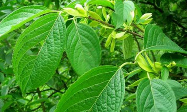 杜仲皮补肝肾,治腰脊酸疼,足膝痿弱,小便余沥,阴下湿痒,高血压,安胎