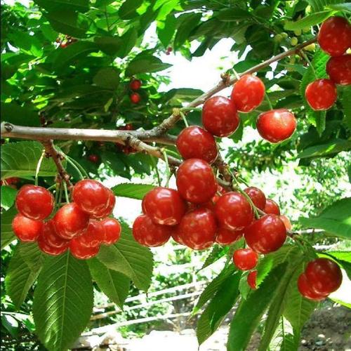 50一斤的车厘子,自己在家种一盆,果子又红又甜,新手也