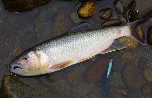 马口鱼多少钱一斤?