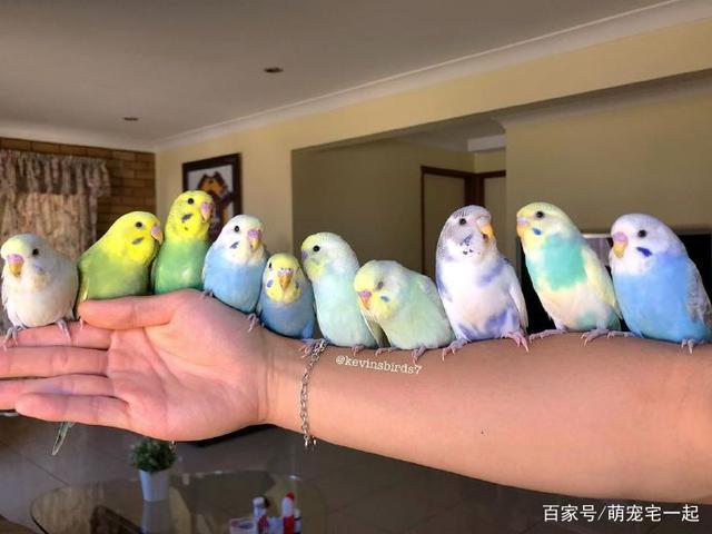 五彩斑斓的虎皮鹦鹉,颜色都好仙女!