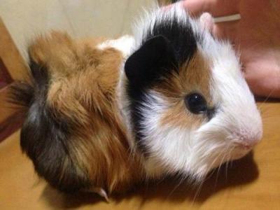 属牛1937多大寿命女命属牛的女人最多能活到多少岁