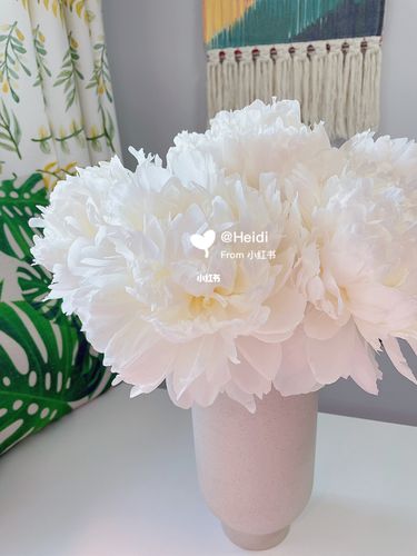 奶油碗芍药_芍药_奶油_鲜花_绿植_赏花_点缀生活的鲜花_家居家装_家居