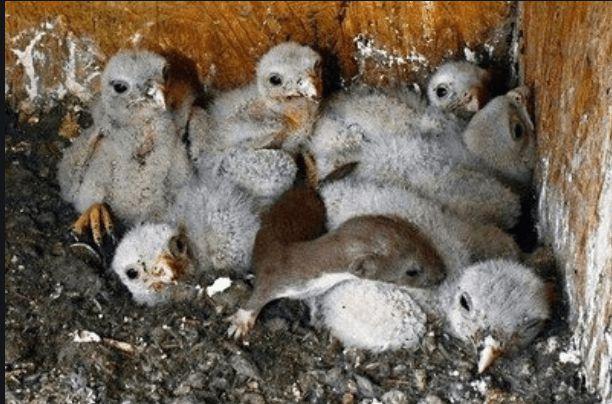 烧死一窝黄鼠狼幼崽,20年后他8个子女全部离奇死亡