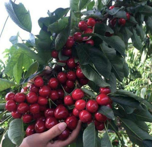 樱桃苗 正宗嫁接红妃樱桃苗 基地直销包品种包成活全国包邮