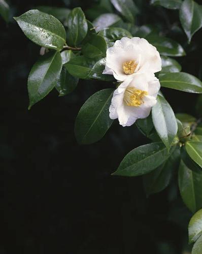 文章通过对山茶花的细致描写,抒发了作者对人生美好