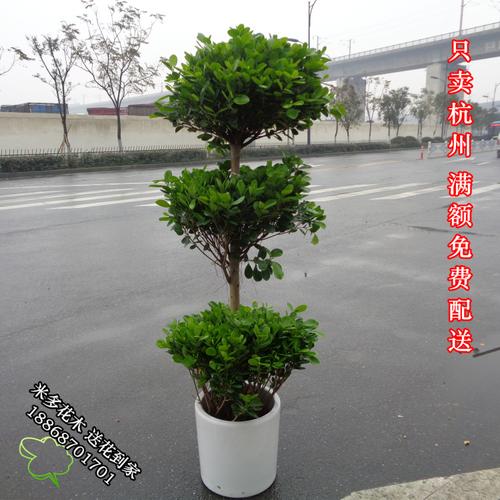 摇钱树叶花木绿植花卉花木盆栽观三层庭院美观阳台绿植