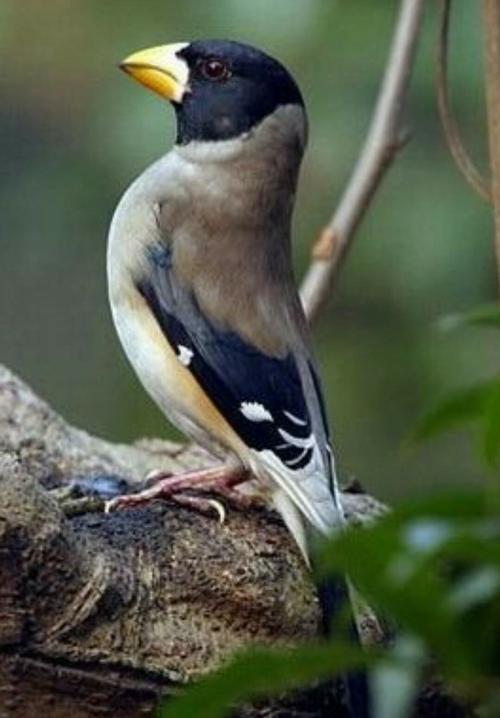 极品蜡嘴长套叫口音频喜欢老铁们双击666.