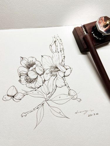 钢笔线描|花卉速写_速写_钢笔_花卉_线描_绘画_寻找小红书绘画大神