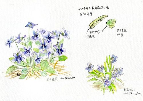 早开堇菜和紫花地丁