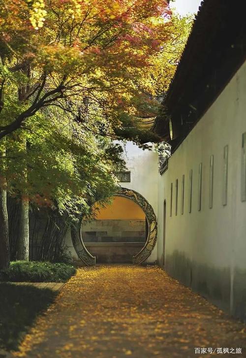 苏州西园寺恰是禅房花木深赏银杏撸猫喂鸽子吃素面