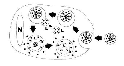 机体不同来源的巨噬细胞可被清除,包括肝脏(kupffer cells,库普弗细胞