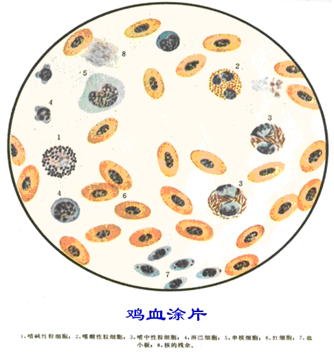 第一章 细胞和基本组织