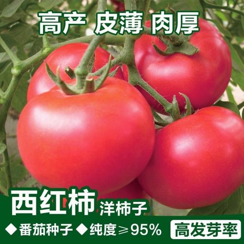 特大西红柿种子超甜老品种洋柿子番茄种籽高产南北方