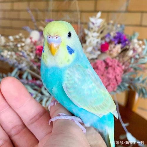 五彩斑斓的虎皮鹦鹉,颜色都好仙女!