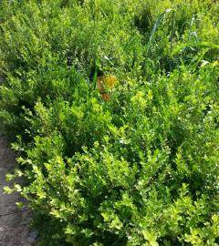 本人有小叶冬青树八万