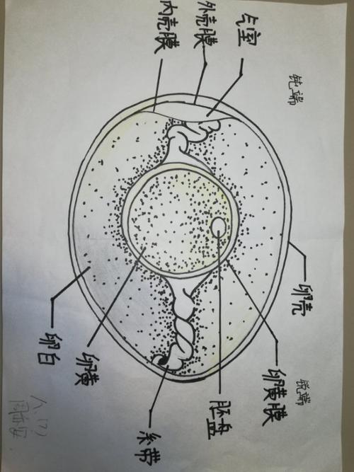 安阳市第八中学八年级七班生物鸡卵示意图
