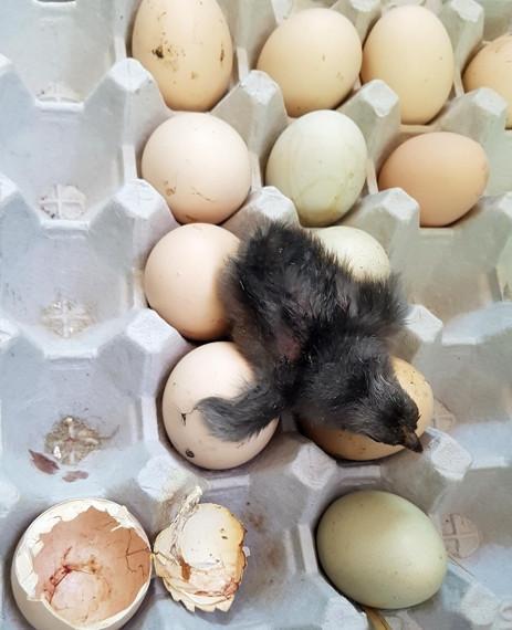 韩国最近有多热鸡蛋放阳台孵出鸡是怎么回事为什么会孵出小鸡