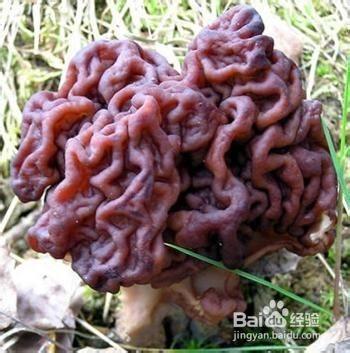 春游踏青,毒蘑菇千万别吃!