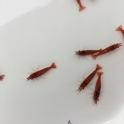 樱花母虾 活体虾 观赏虾宠物虾小型虾发顺丰送包装自有渔场批发