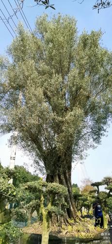 百树之王--油橄榄