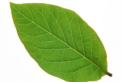 多种叶子,树叶3d材质贴图素材-49