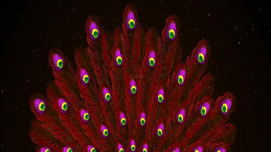 动感唯美红色孔雀开屏