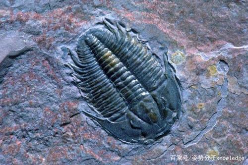 90%海洋生物,70%陆生脊椎动物灭绝,二叠纪灭绝是因为氧气太多?