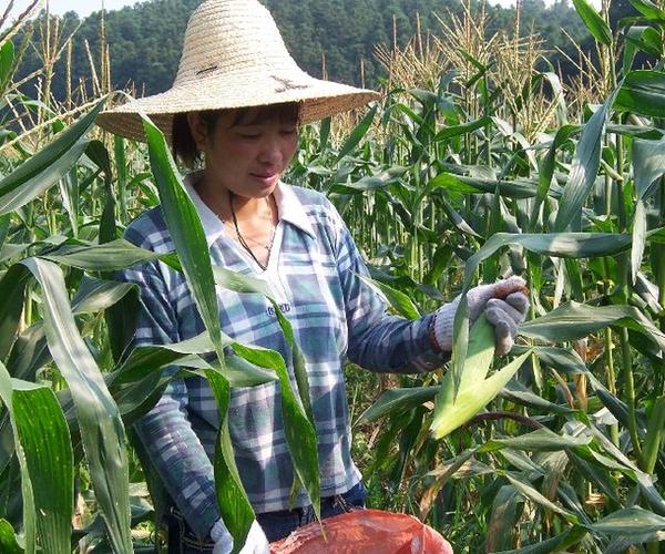 在地里收玉米竟然发现玉米会"生"钱!究竟是怎么回事!