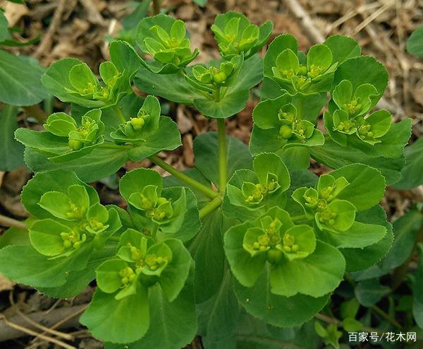 此种野草名为"五朵云",是一种以毒攻毒的药材,见到别