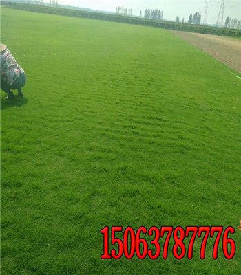 宁夏固原矮生高羊茅养护多少天发芽-当地在线