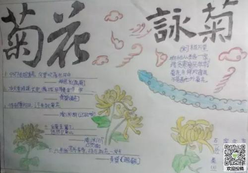 菊花主题手抄报 手抄报模版
