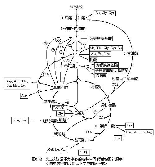 物质如糖类,蛋白质,核酸,脂类和维生素等的合成代谢知识是生物化学