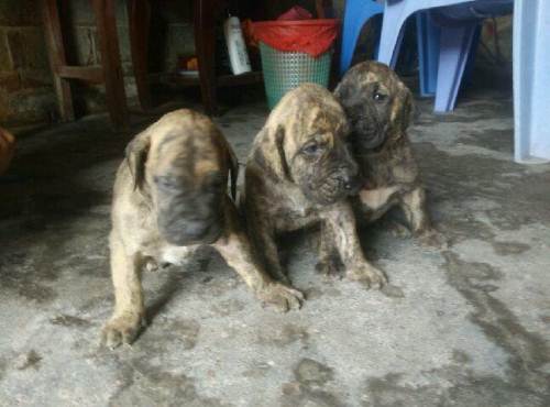 加纳利小狗找新家