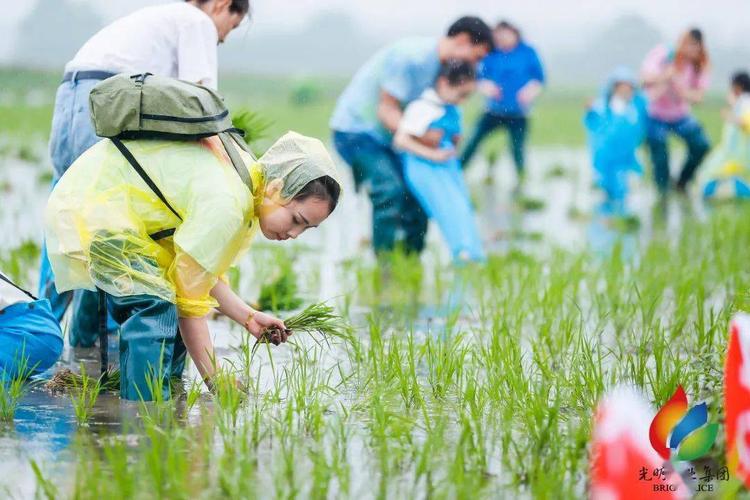 我家那亩田!丨体验手工插秧,领专属耕地,光明米业举行