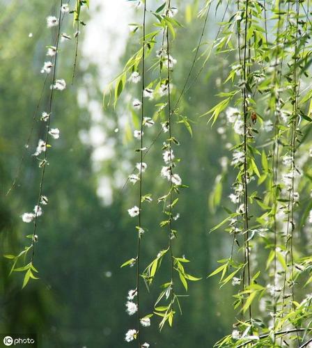 杨花榆荚无才思惟解漫天作雪飞
