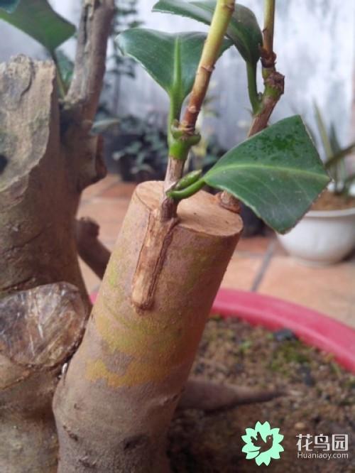 嫁接的,什么时候能愈合,拆塑料带子 塑料带嫁接生活常识花鸟鱼虫