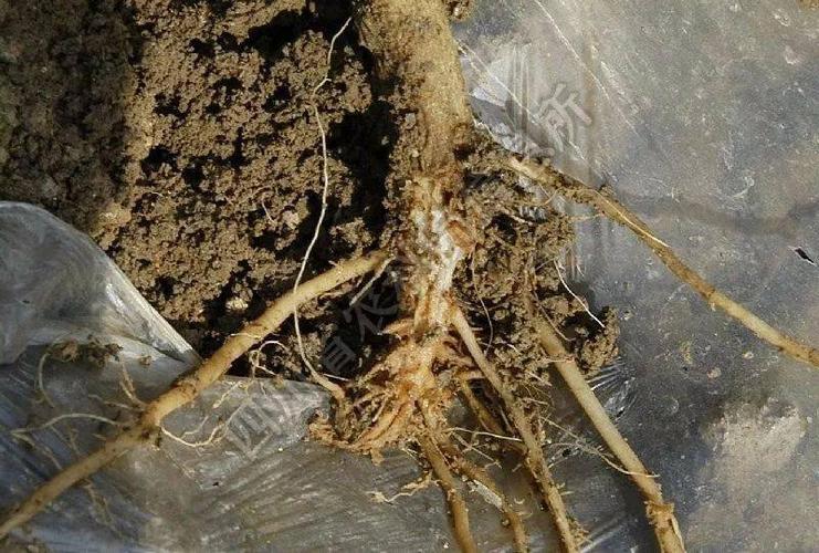 减少西红柿畸形果应牢记三点!