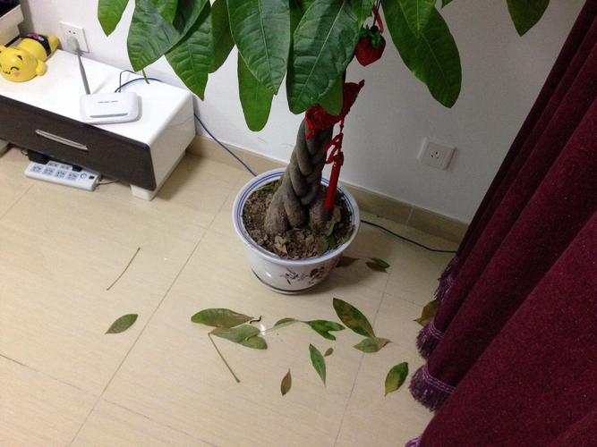 发财树叶子发黄怎么办?