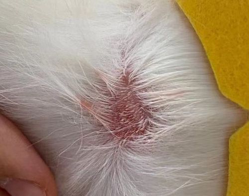 【求助】猫咪皮肤溃烂