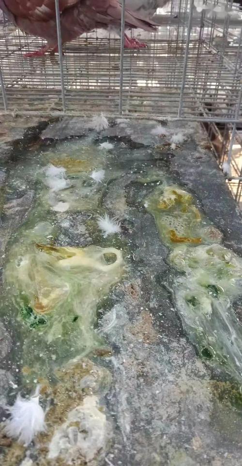 看粪便识鸽病,虽说简单,至少要知道