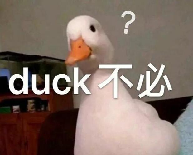 热梗百科duck不必什么梗