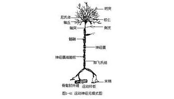 和轴突  (1)树突是从胞体发出的一至多个突起,呈放射状.