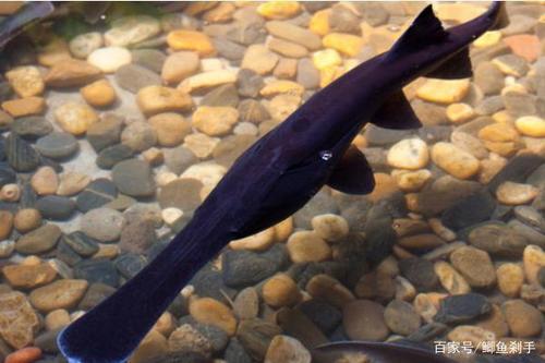 看起来是不是很像鸭嘴兽
