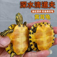 爬一对鳄可爱幼龟鳄龟巴小龟观赏小活物苗宠两栖动物鱼缸情侣粮龟