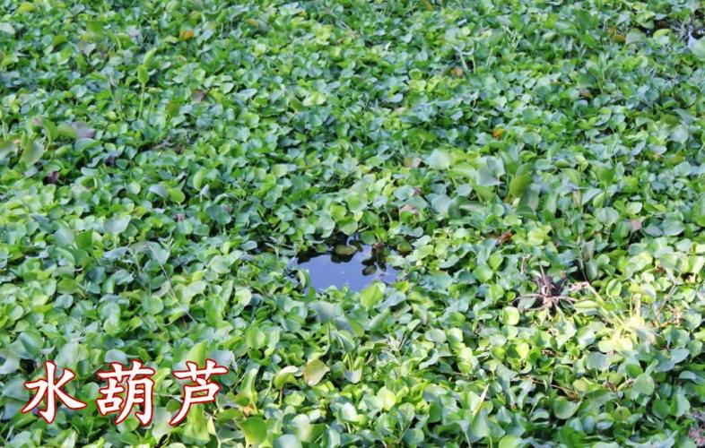 鱼塘水草种子水花生伊乐藻轮叶黑藻小龙虾鱼蟹养殖水草籽四季包邮