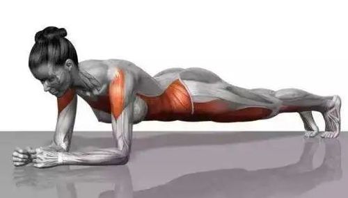 平板支撑的动作要点